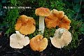 Hydnum rufescens-amf1459